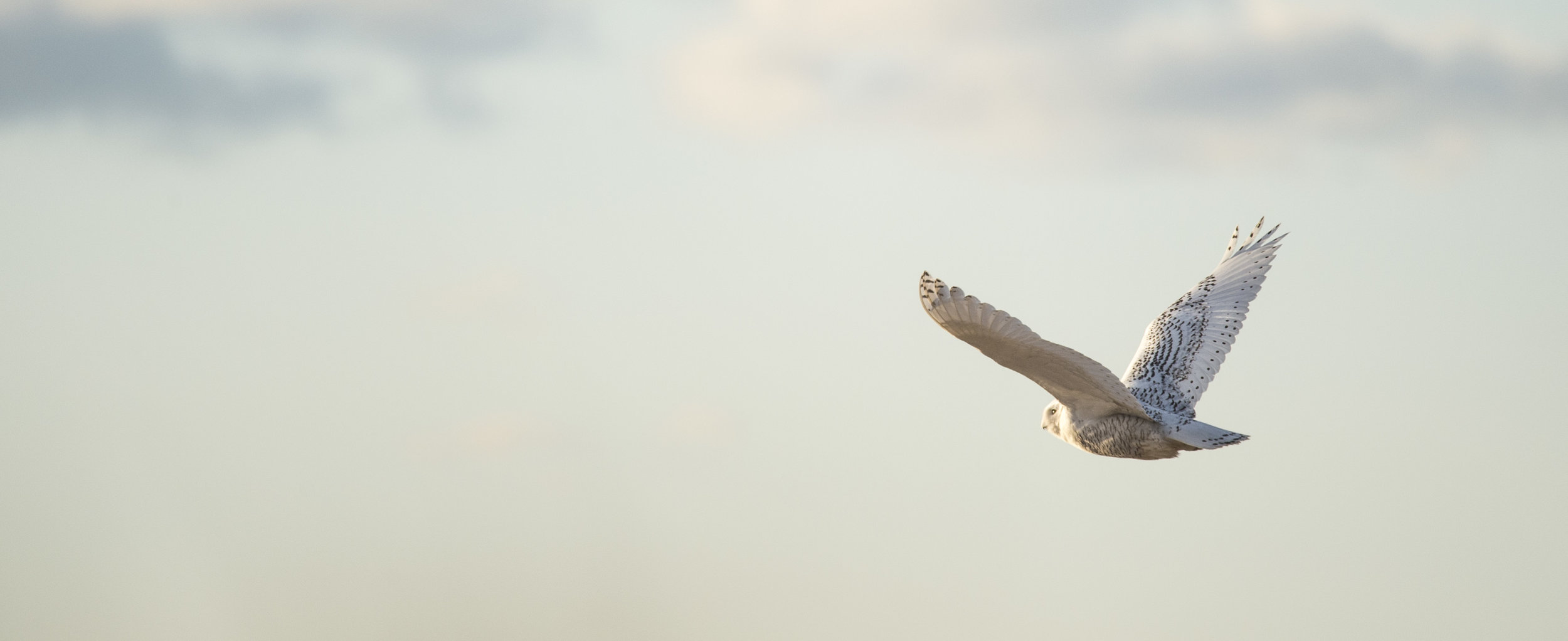snowyowl_e.jpg