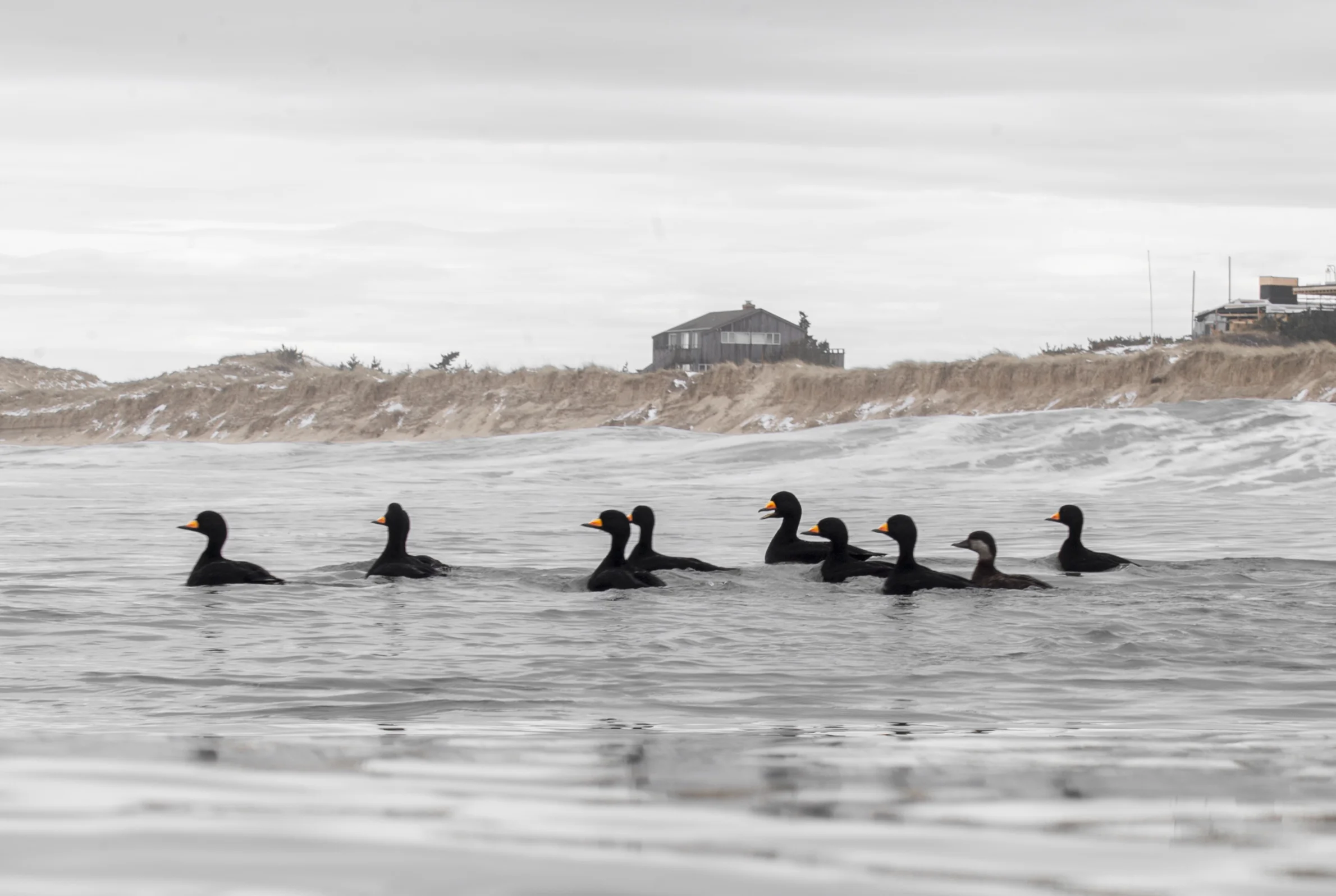 Black Scoters