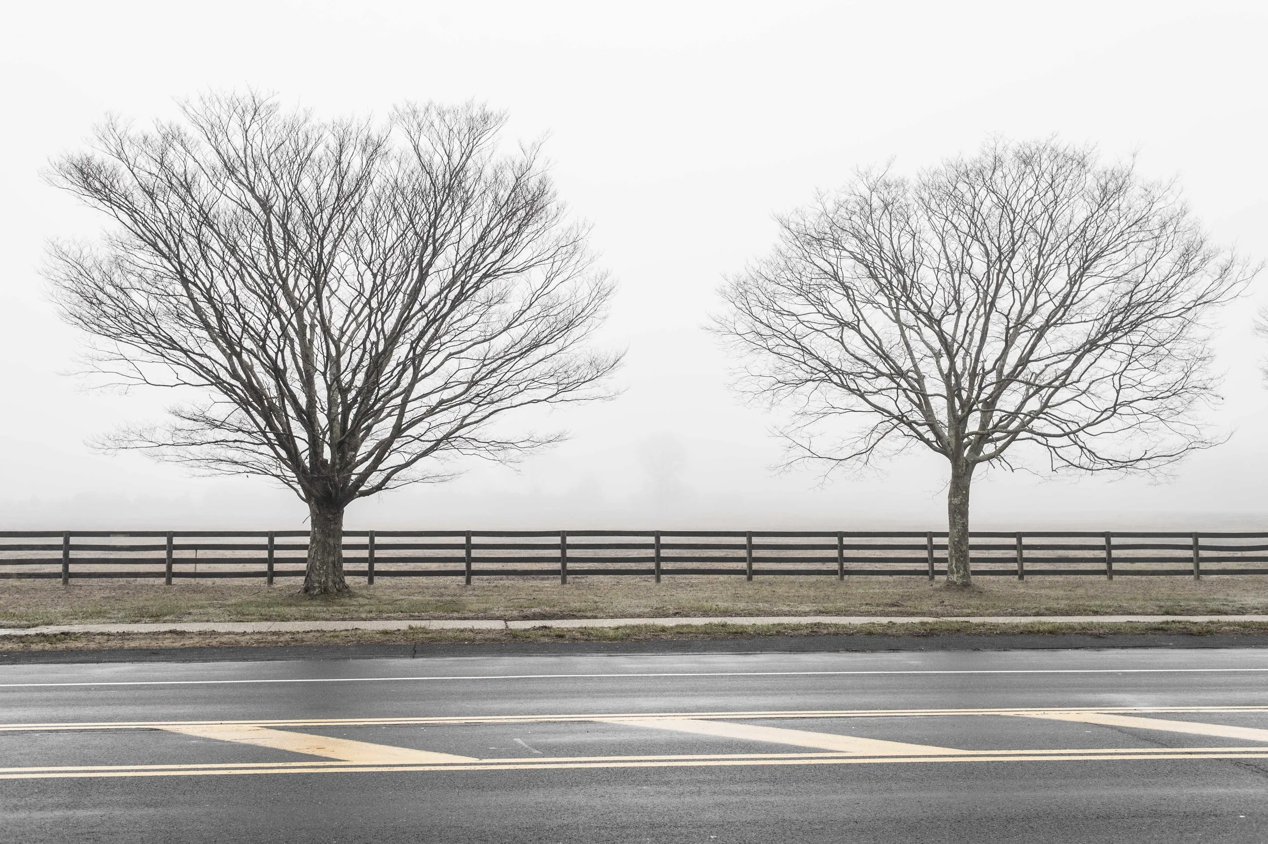 Foggy Spring Landscape