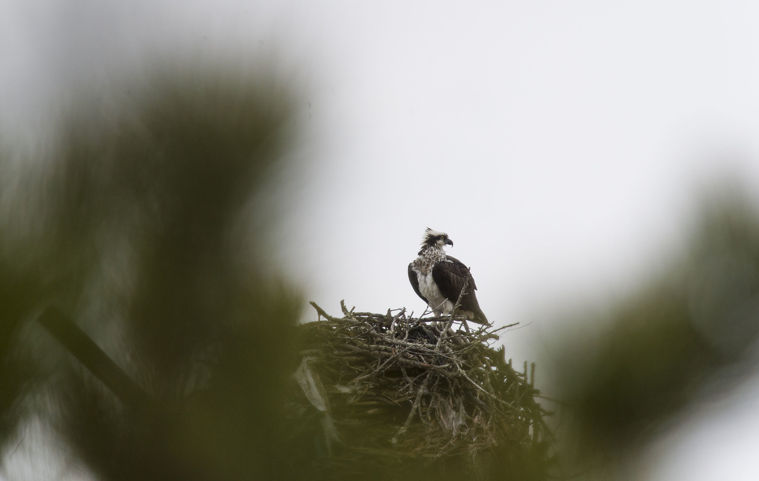 OSPREY-8.jpg