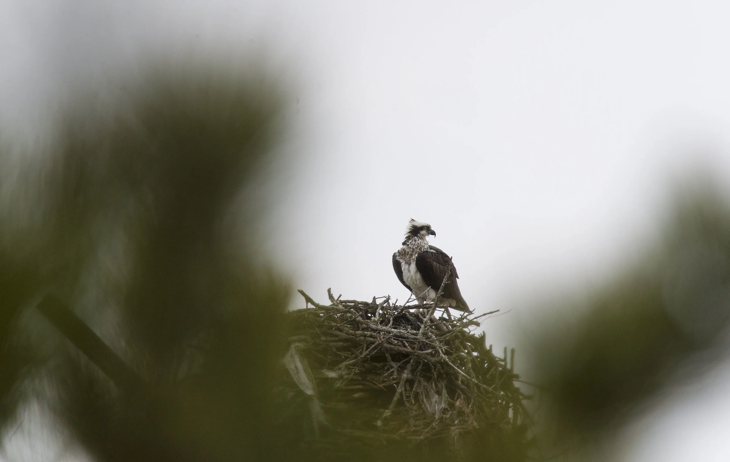 Heavy Osprey Activity