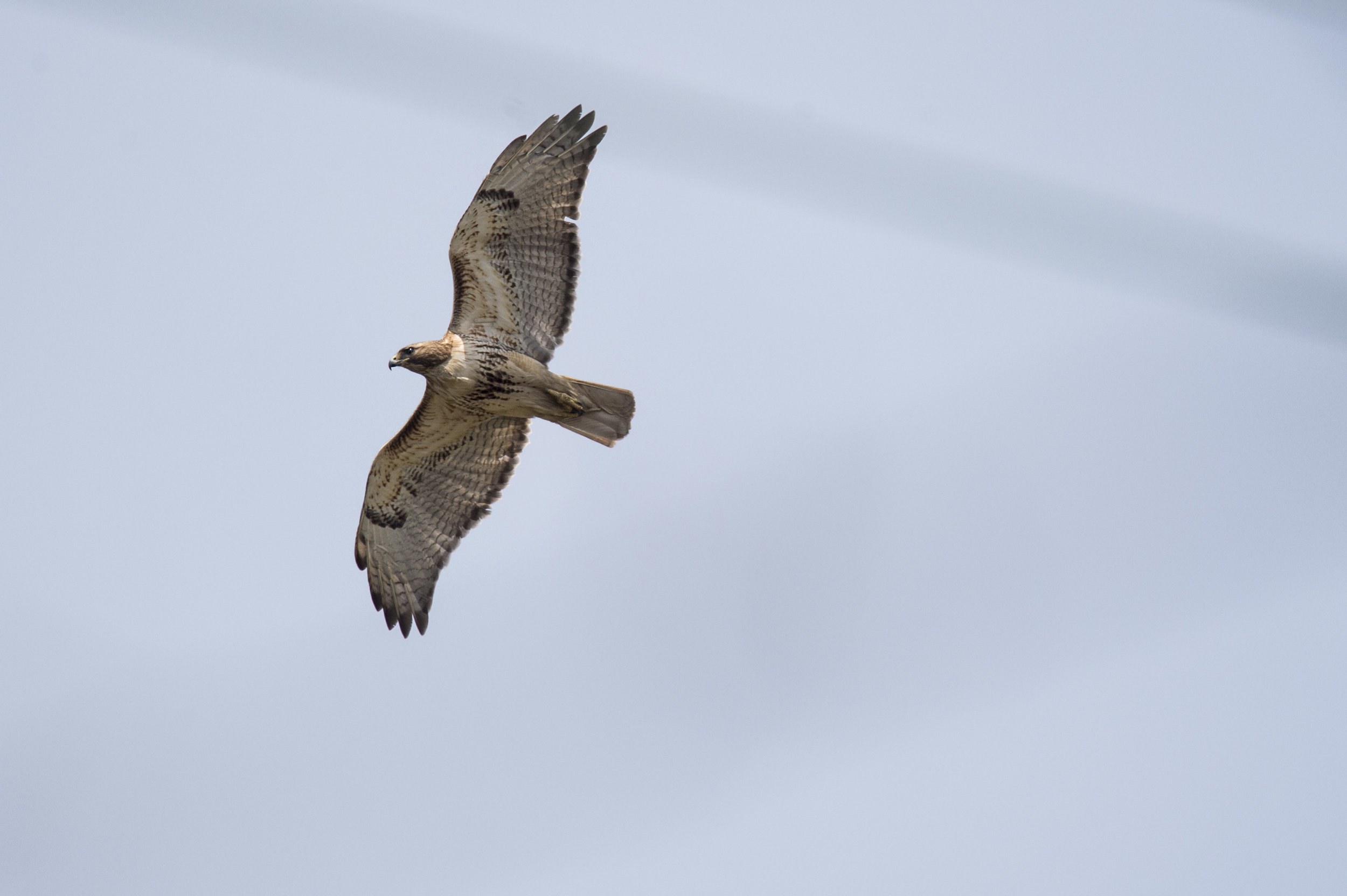 Wingspan