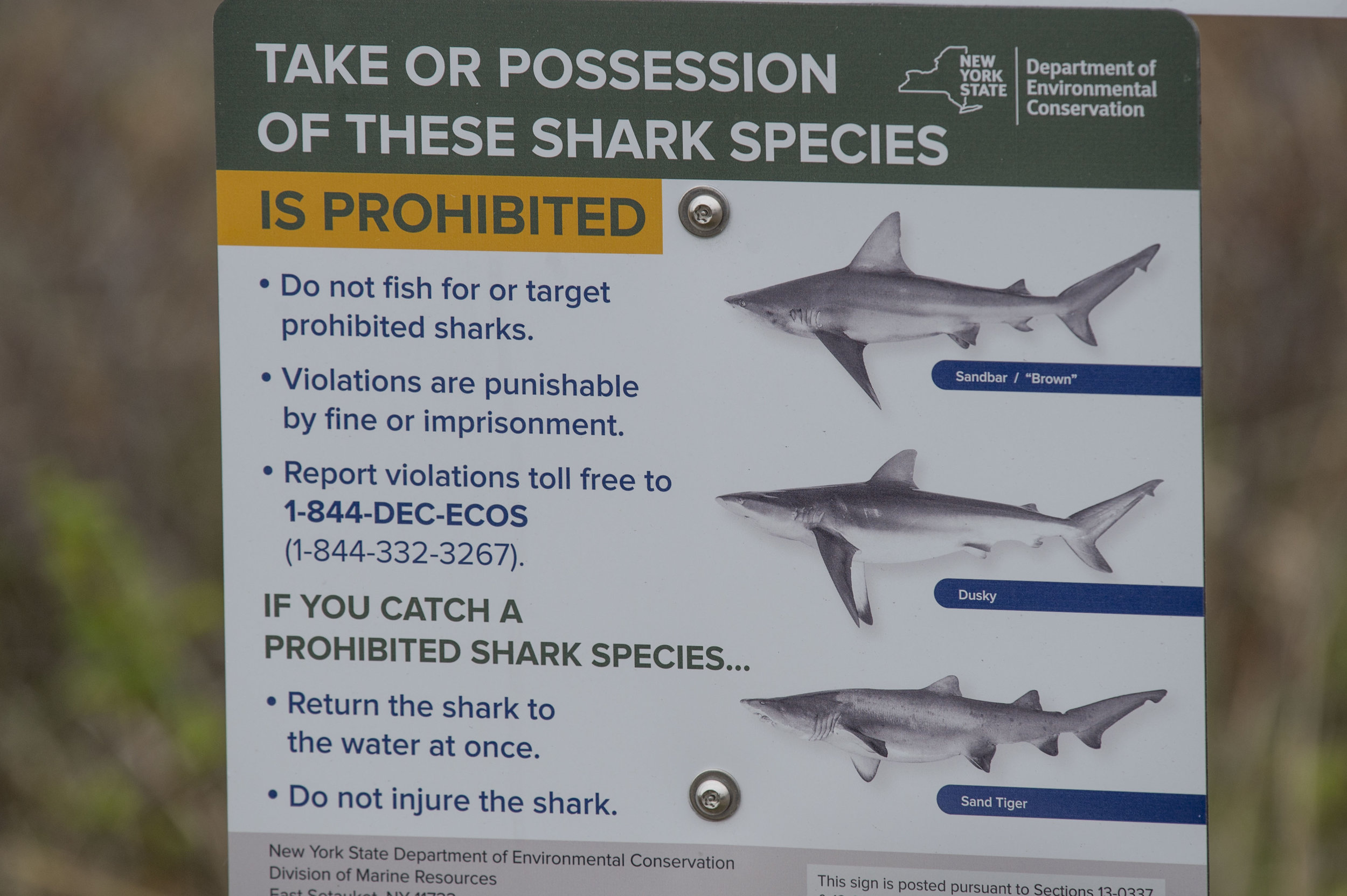 Shark Beach