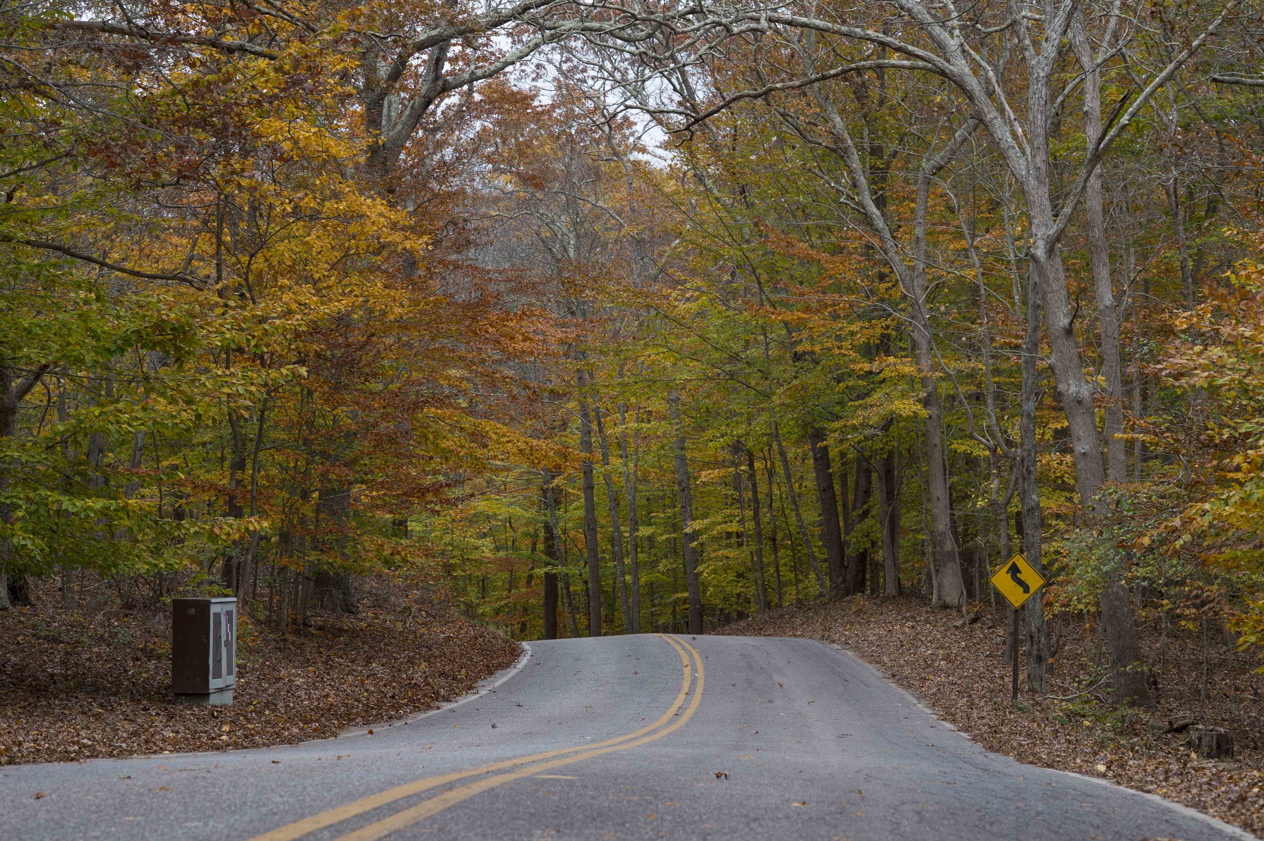 Fall Foliage