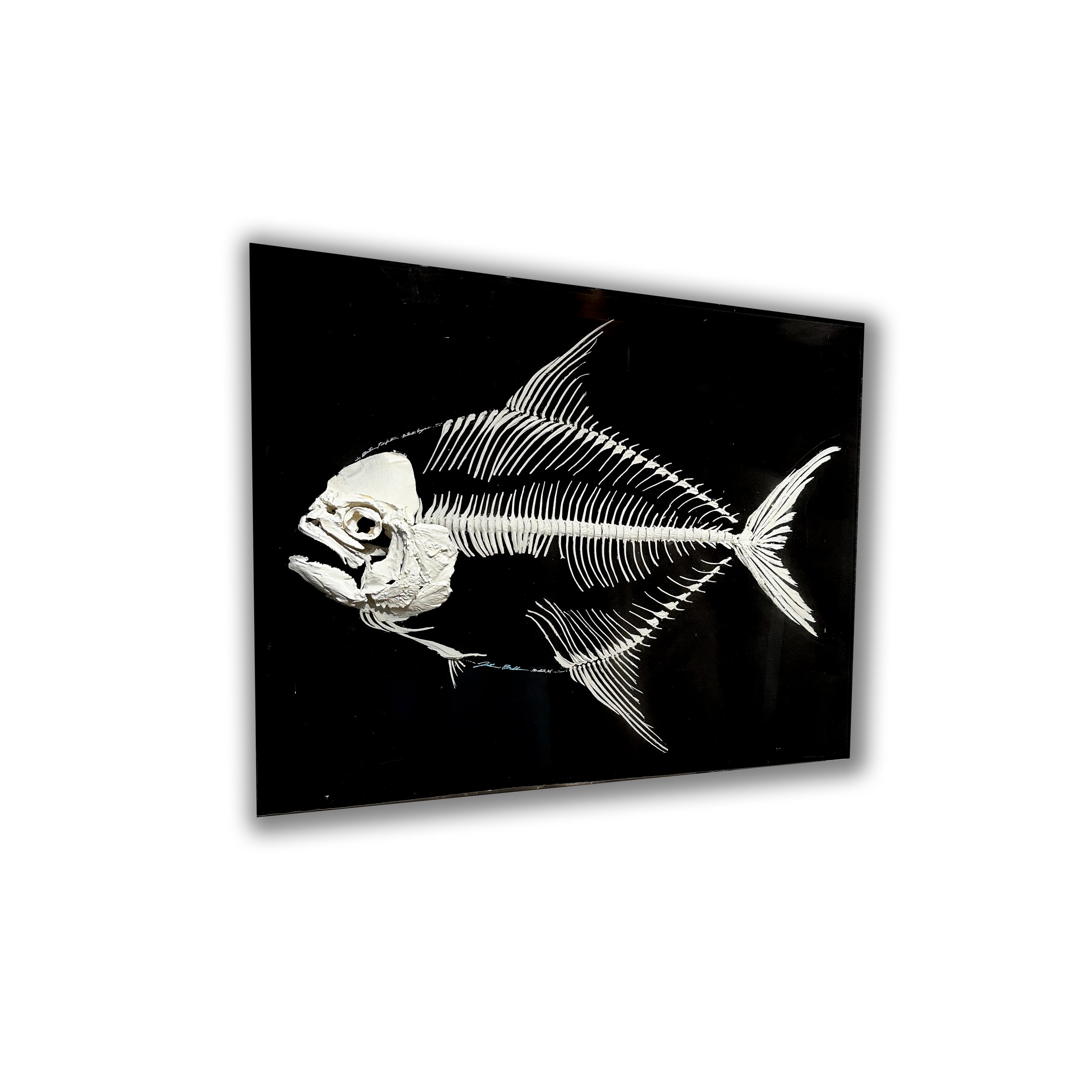 Atlantic Pomfret