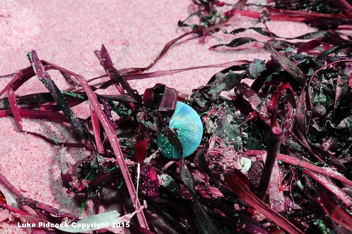 Tidal Art10.jpg