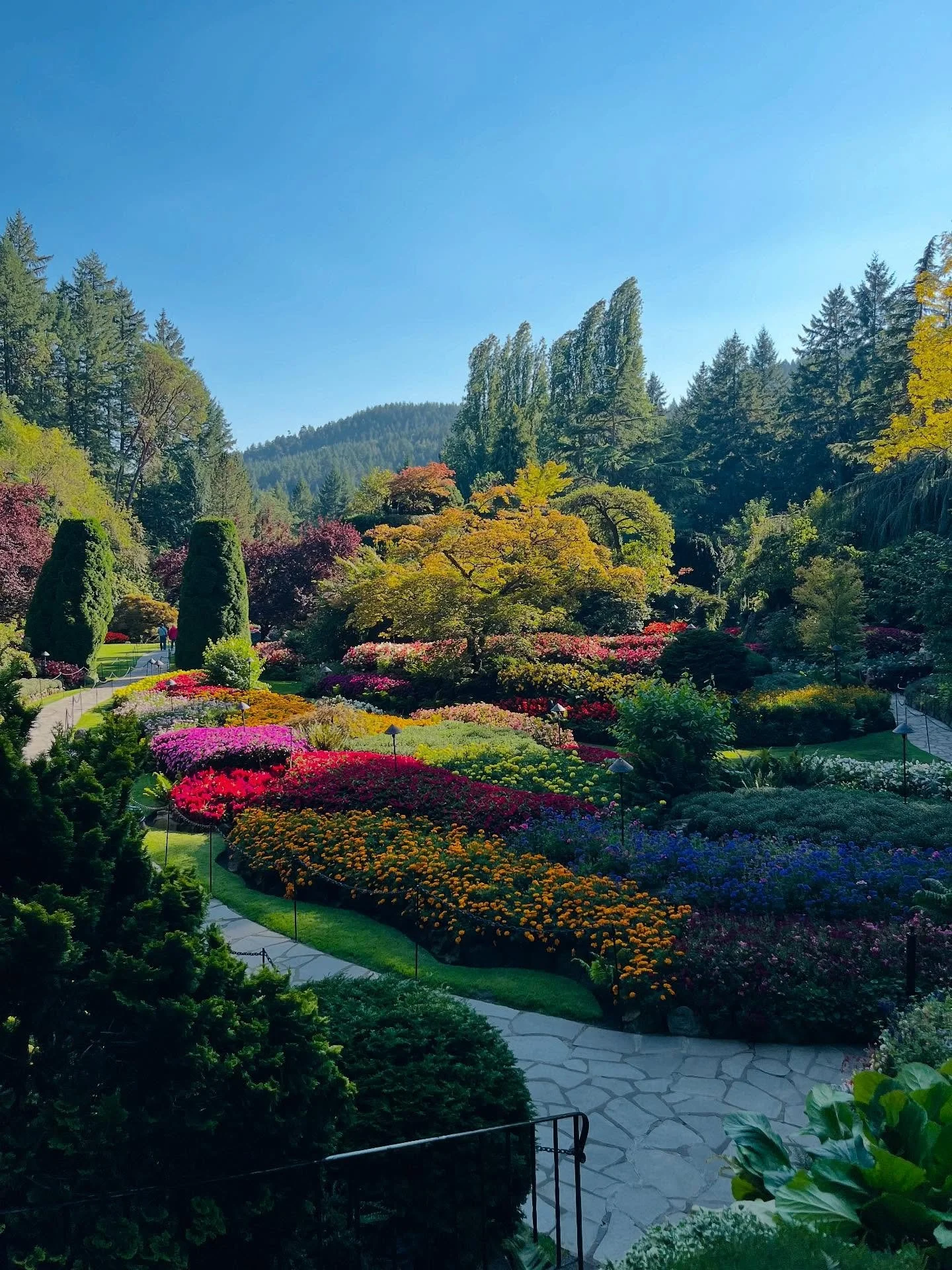 We had the absolute pleasure of visiting The Butchart Gardens yesterday while we are visiting Canada. Every square inch of the gardens were meticulously thought out and manicured with precision. We could have spent the whole week there and found some