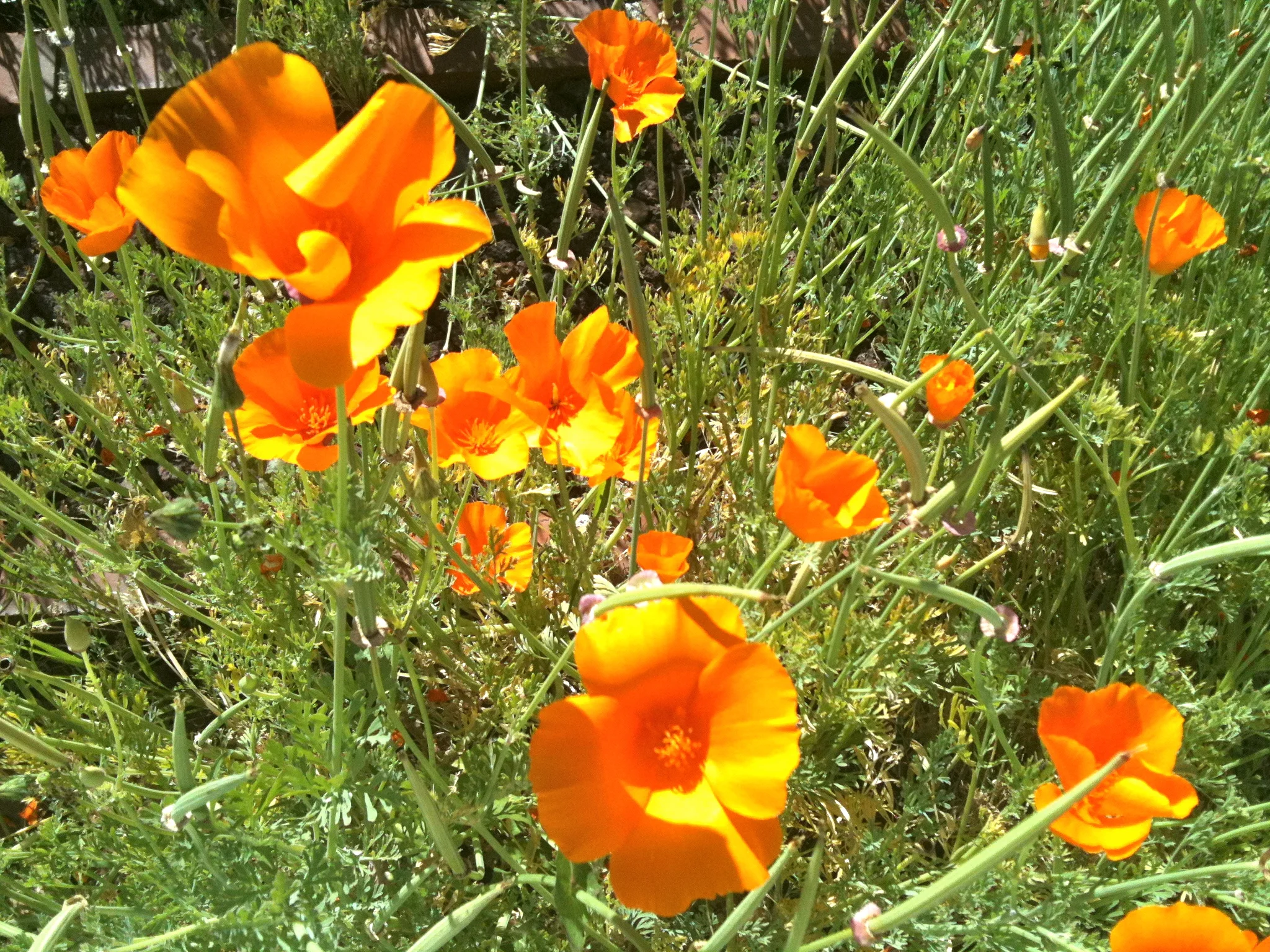Encino Poppies