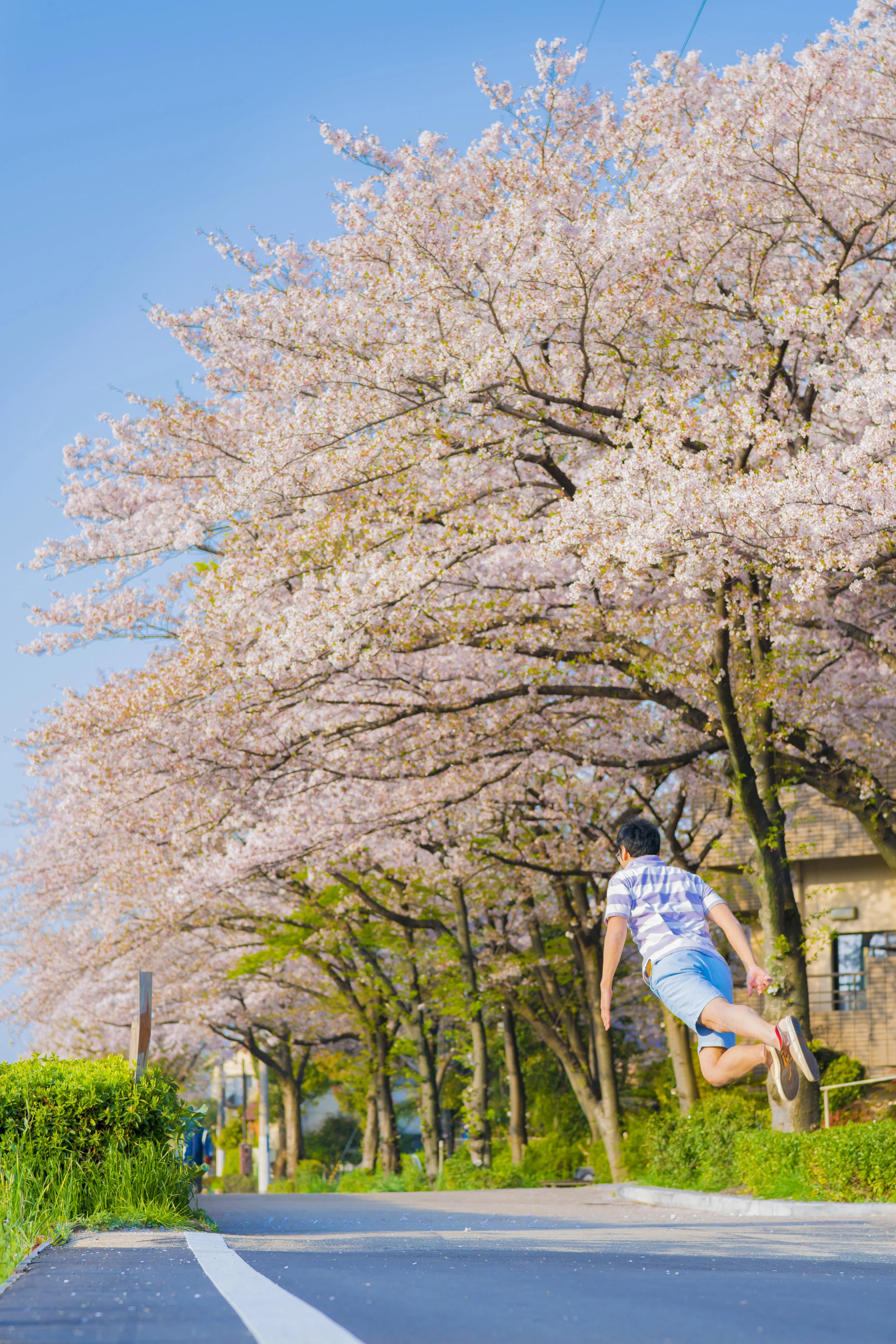 桜 / Cherry Blossom