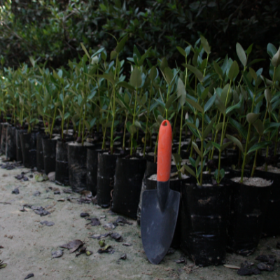 Mangrove Conservation