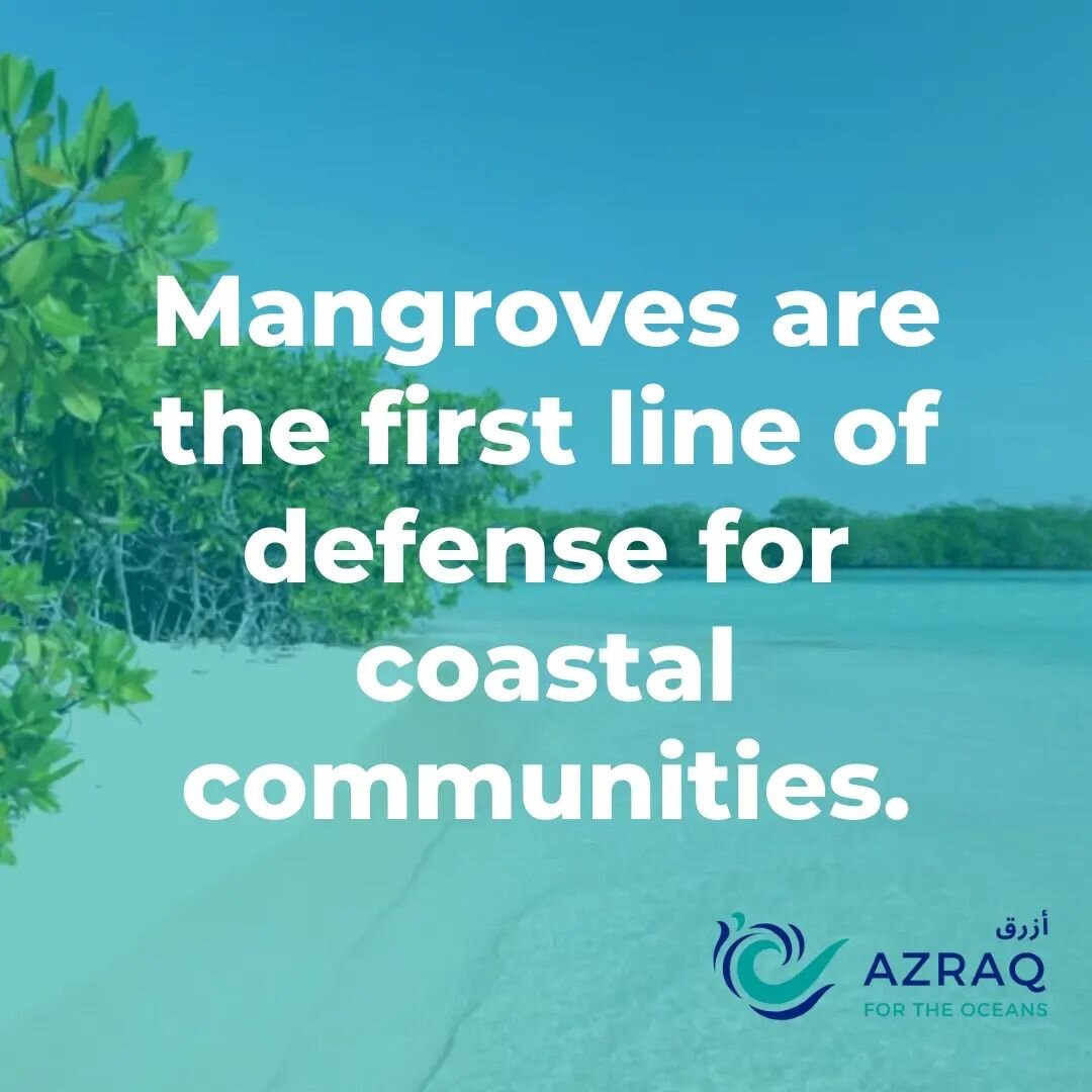 It's Friday then... 
Time for some #trivia before Saturday &amp; Sunday! 🤭
#DYK how important #mangroves are for the #marine ecosystem? 

#marineconservation #oceanprotection