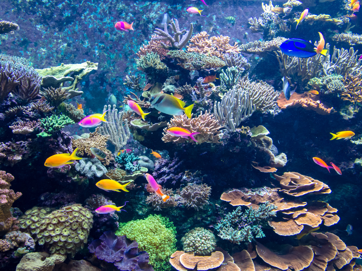 Coral Restoration — AZRAQ