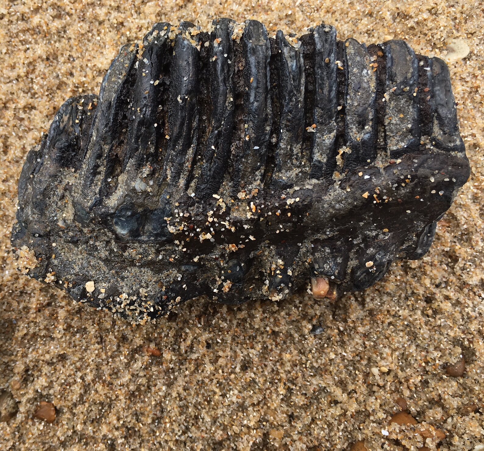 Fossil tooth of a baby woolly mammoth