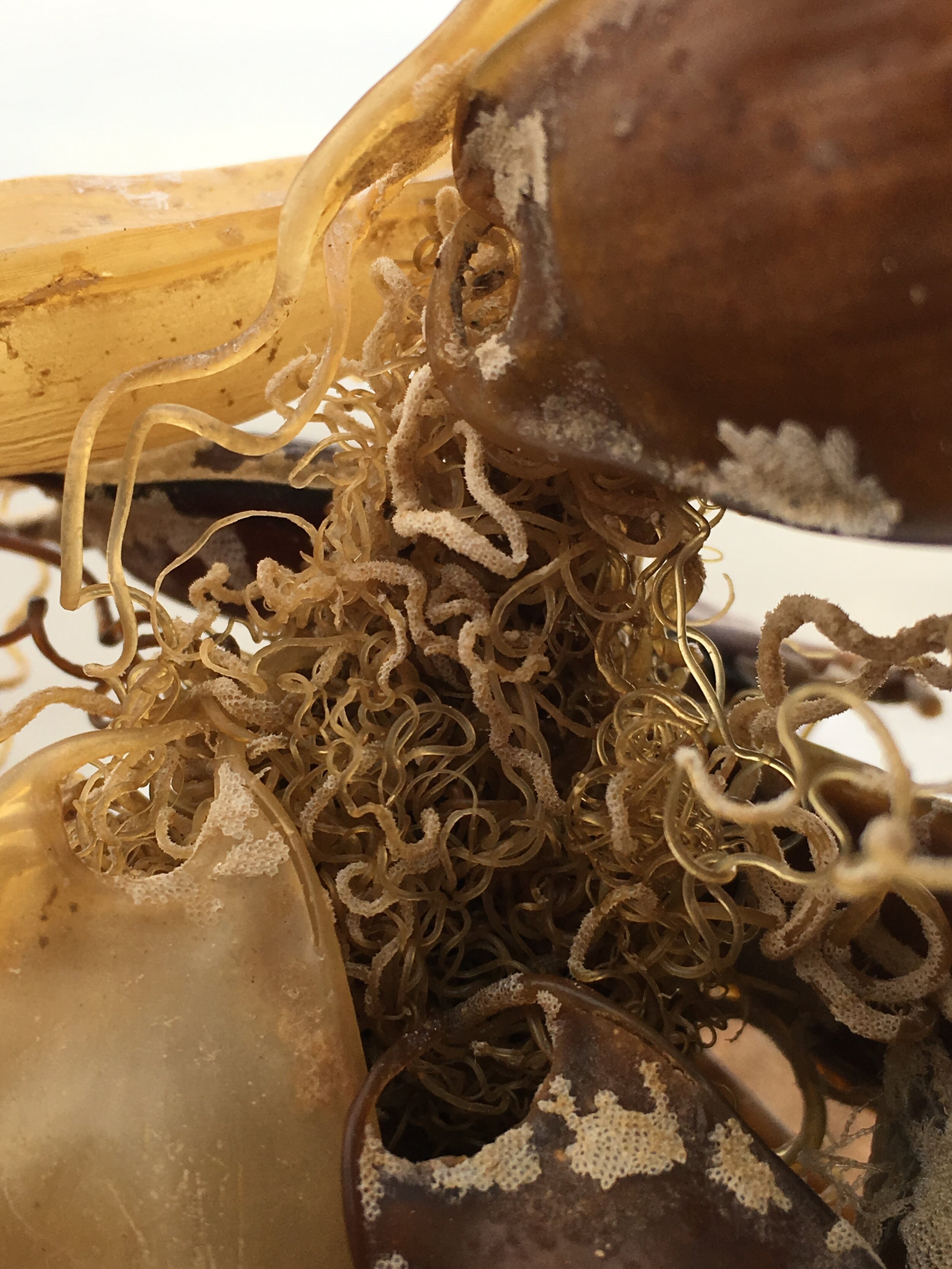 Close up of Mermaid's Purses (the egg cases of small spotted cat sharks)