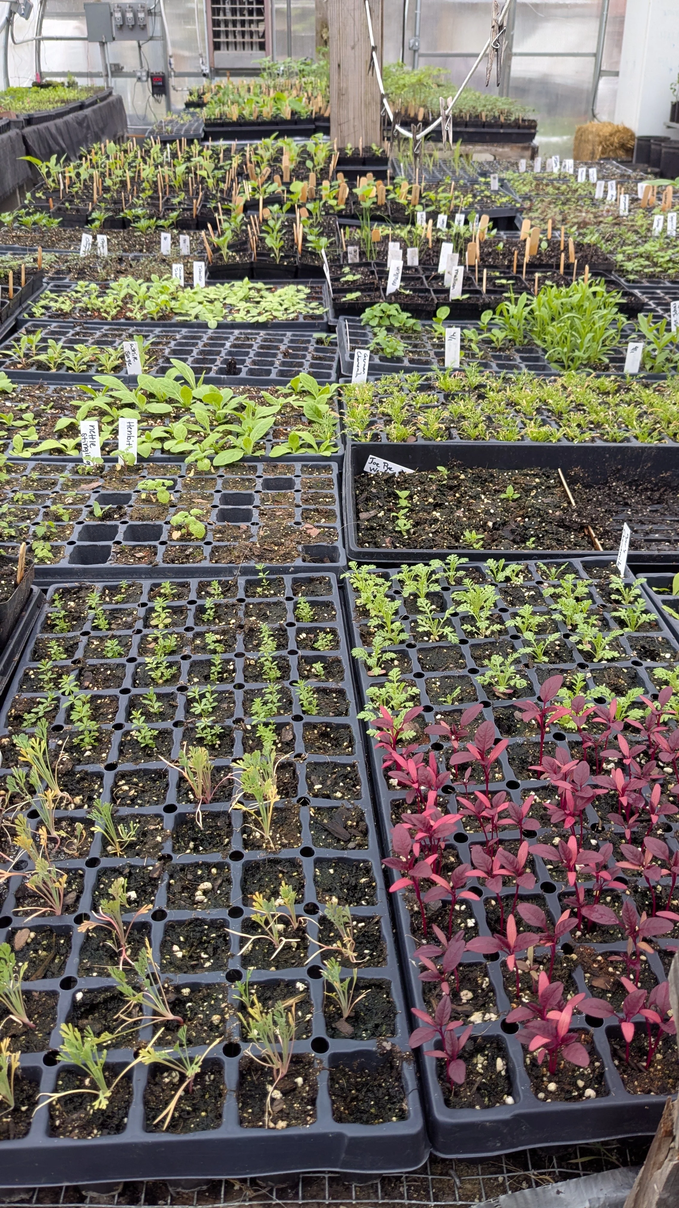 Transplant Sale and Mother's Day Market