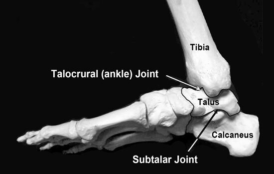 Movementum Talocrural Joint.jpg