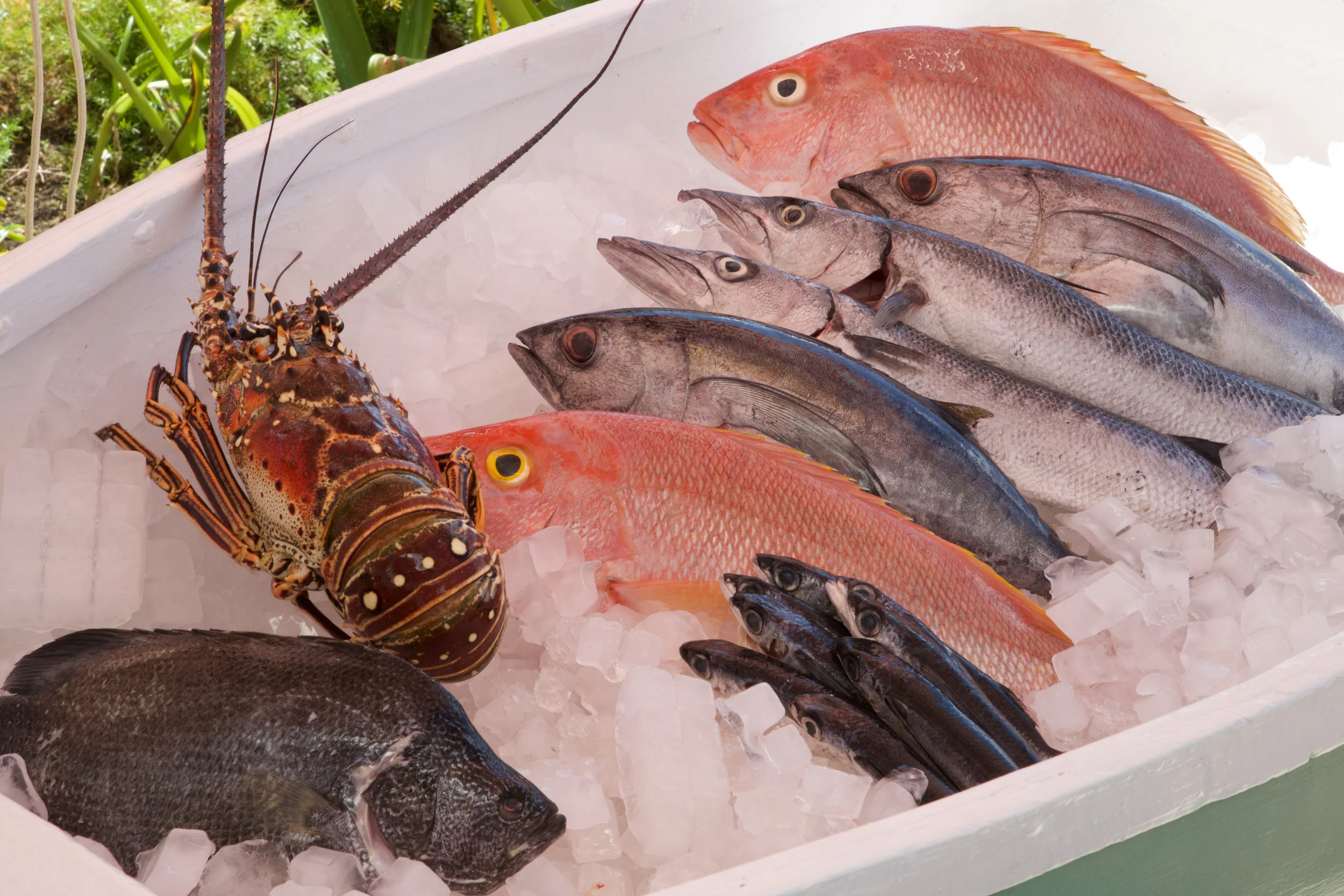 COBBLERS COVE BARKER'S CATCH (1).jpg