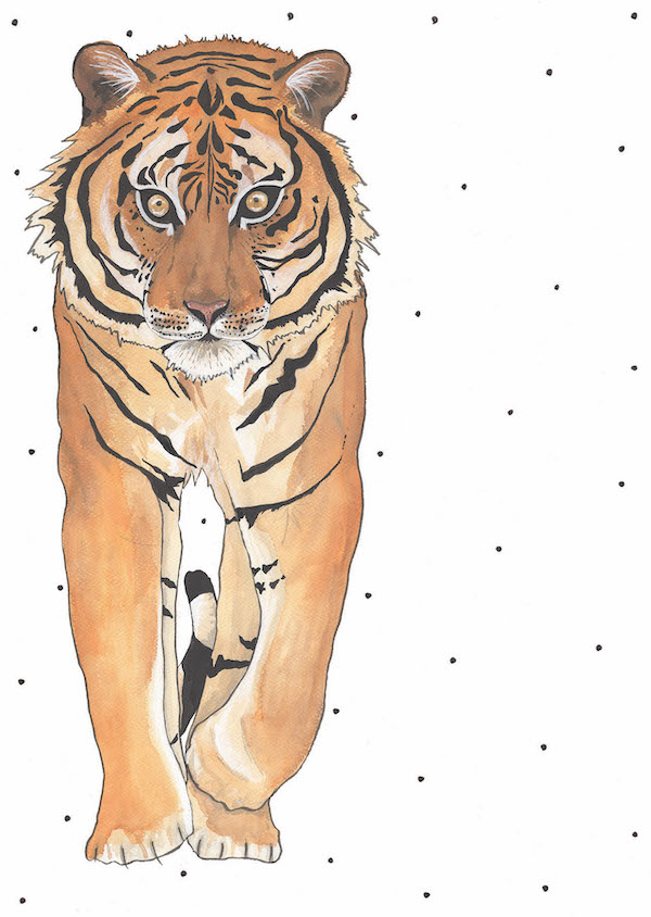 'Spotty Tiger'
