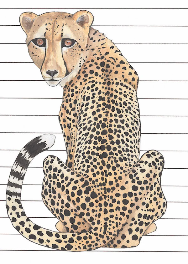 'Stripey Cheetah'