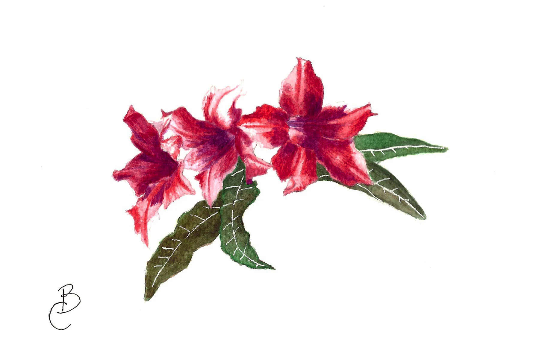 'Azalia'