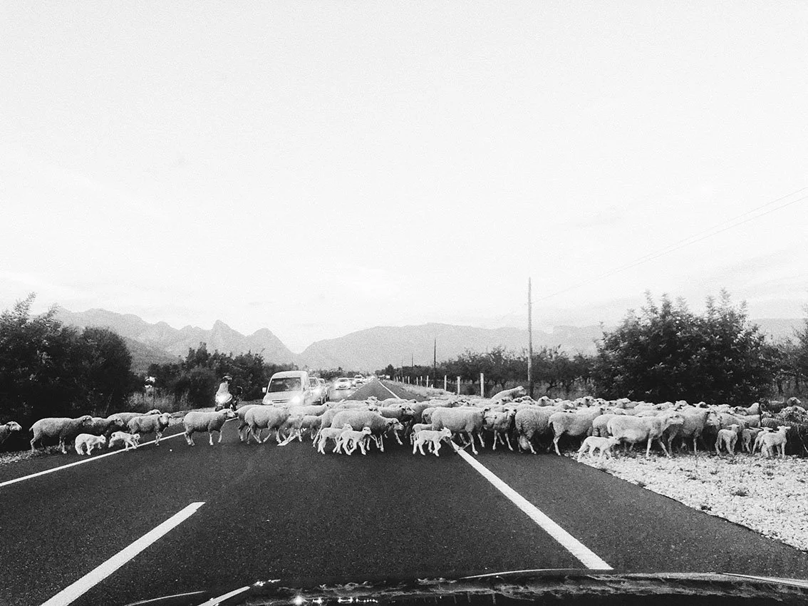 Mallorca_Moutons_Route_Impression.jpg
