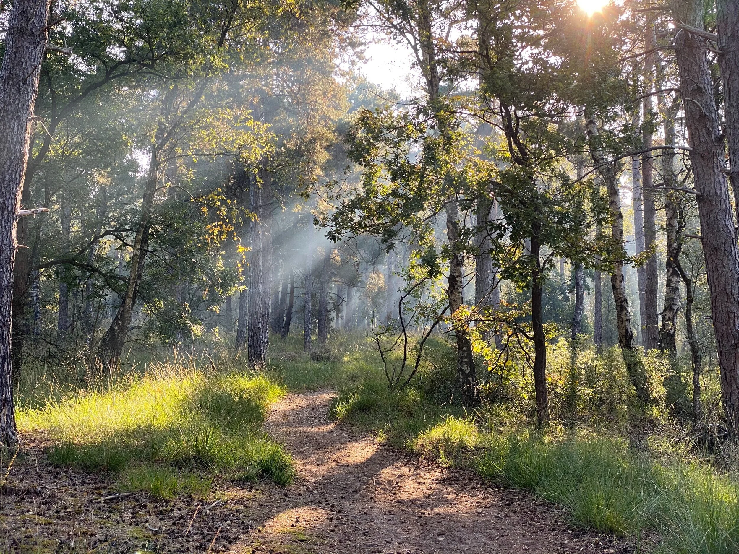 Stiltewandeling in de natuur 