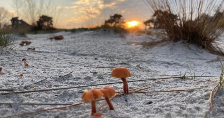 31 oktober 2021 | Stiltewandeling in de natuur