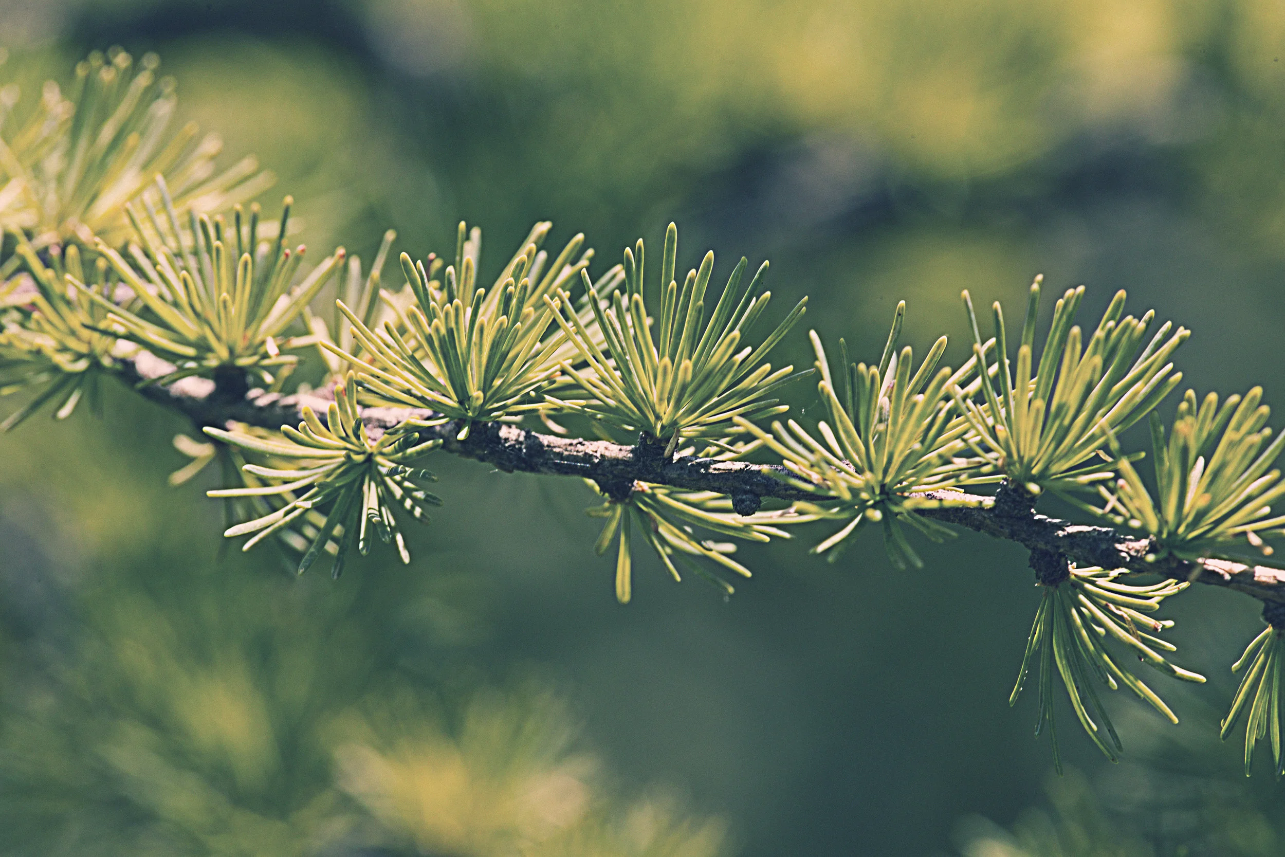 Larix laricina - American Larch