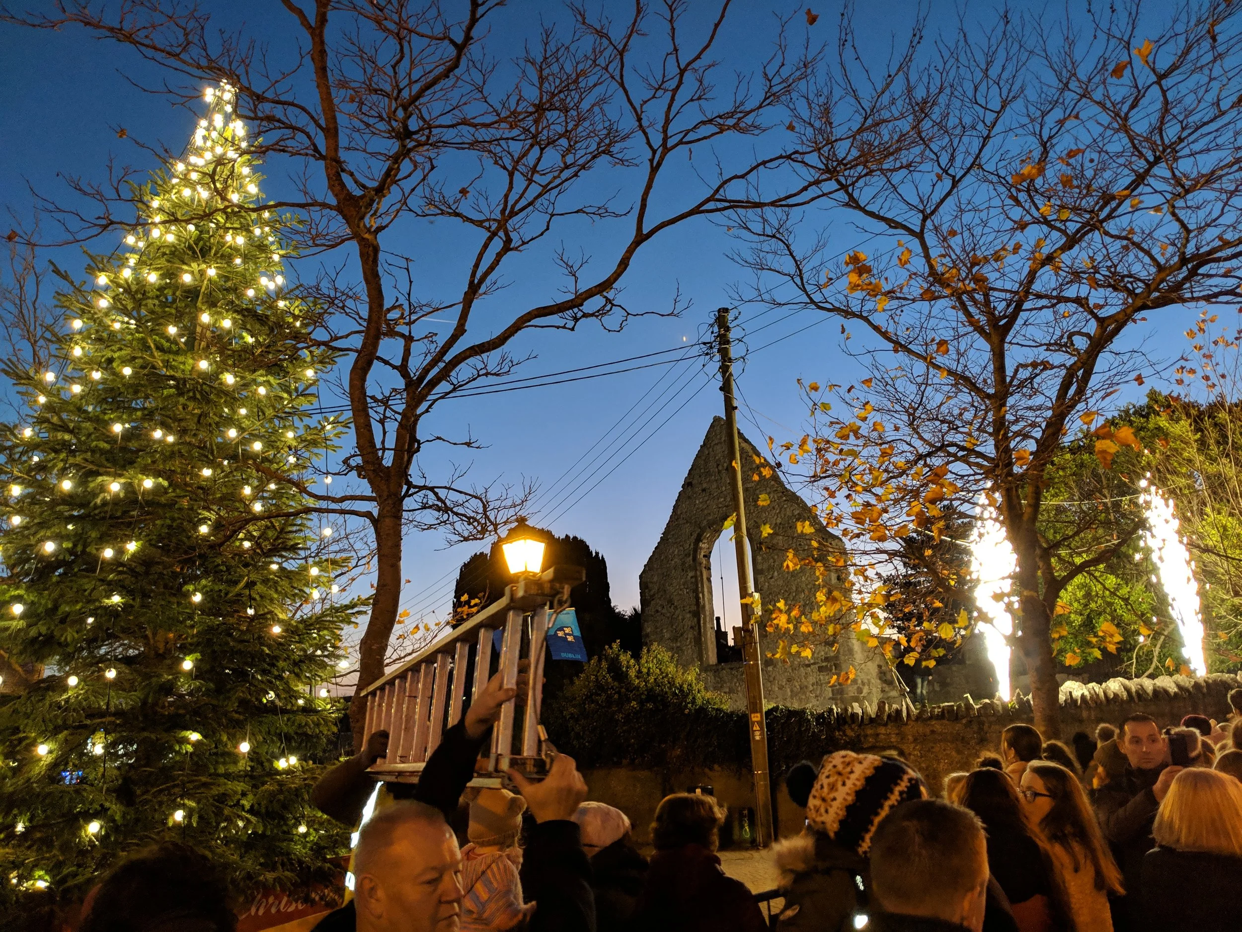 Ross Tree photo.jpg