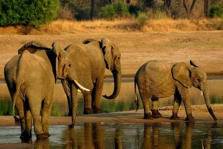 025-Elephants-South-Luangwa.jpg
