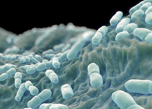 Listeriosis Outbreak in South Africa Worrying Zambians 