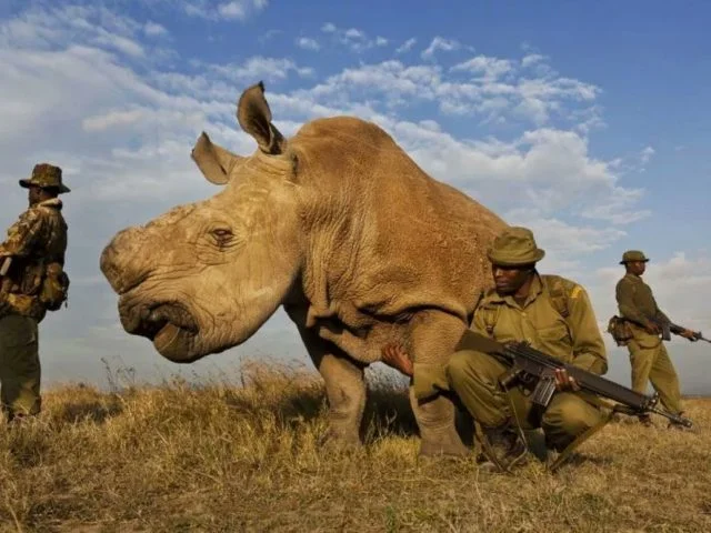 World's Last Male Northern White Rhino Dies In Kenya 