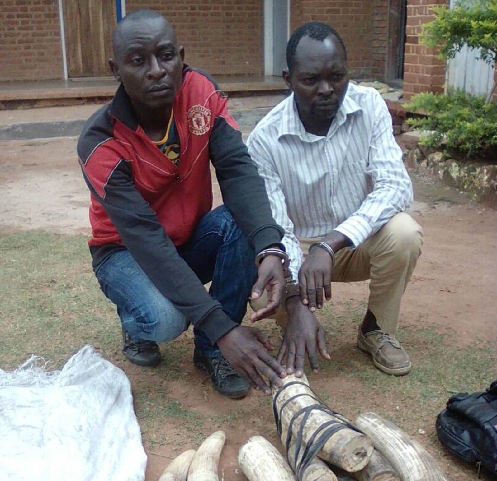 Zambian Nationals Arrested For Ivory Trafficking In Malawi