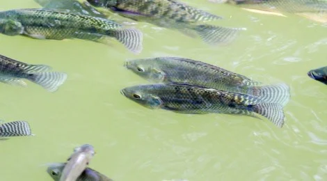 Zimbabwe sends 2 Zambians to jail for illegal fishing on Lake Kariba
