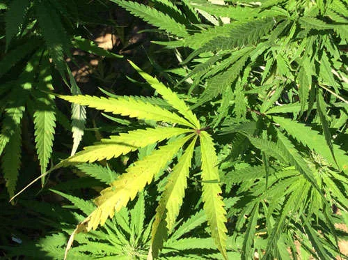 Zimbabwe Licenses Marijuana Cultivation
