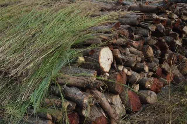 Large Scale Bribing Uncovered in Mukula Trade