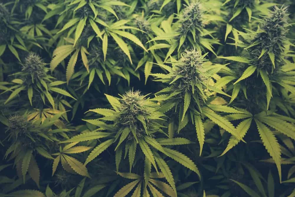 Lusaka Woman Attempts To Traffic 1,630kg of Cannabis 