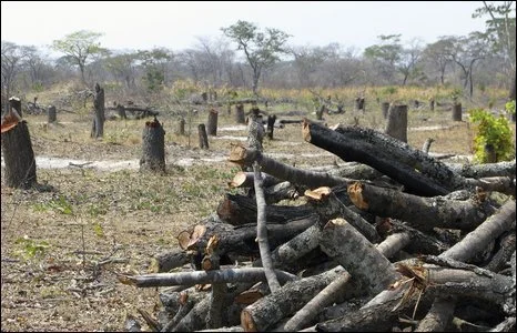 Zesco’s loadshedding encouraging deforestation – Sakala