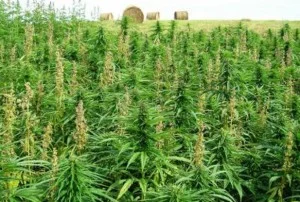 3 Muchinga Farmers Nabbed for 700 Kg Cannabis Stash
