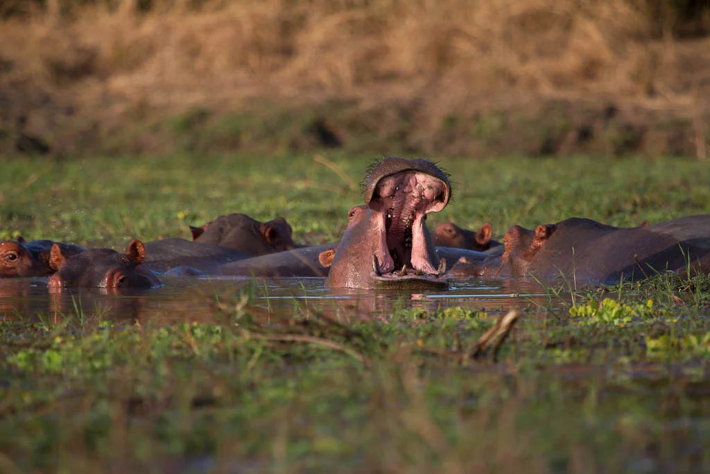 PF Government Revives Controversial Plan to Cull 2,000 Hippos  &nbsp;