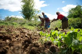 Government to offset K241 million owed to farmers