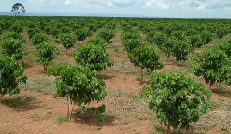 Farmers urged to venture in Coffee growing
