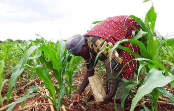 E-voucher has failed us, say Sinda farmers