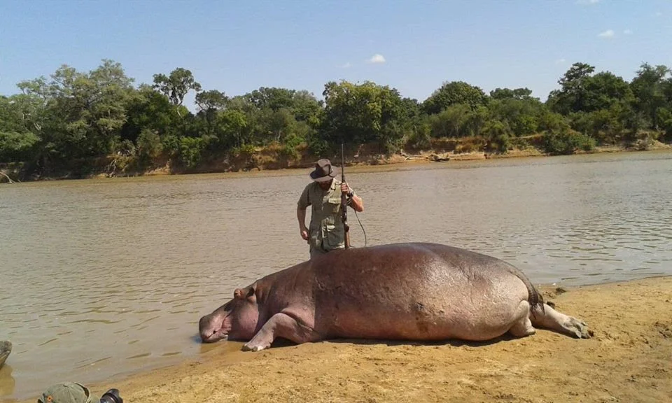 Hippo Culling Will Go Ahead, Despite International Concerns 