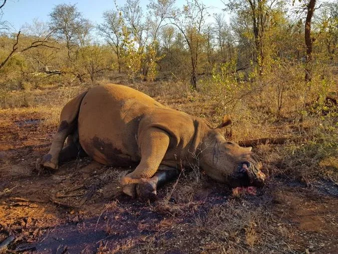 Director Of National Parks Denies Rhinos Are Being Airlifted Out By Syndicates 