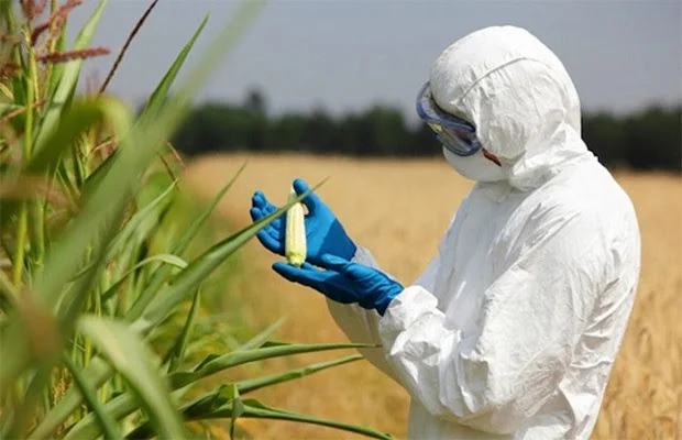 Zambia’s importation of GMOs lacks transparency 