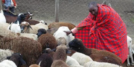 Uhuru's Nephew Buys All Sheep in Auction