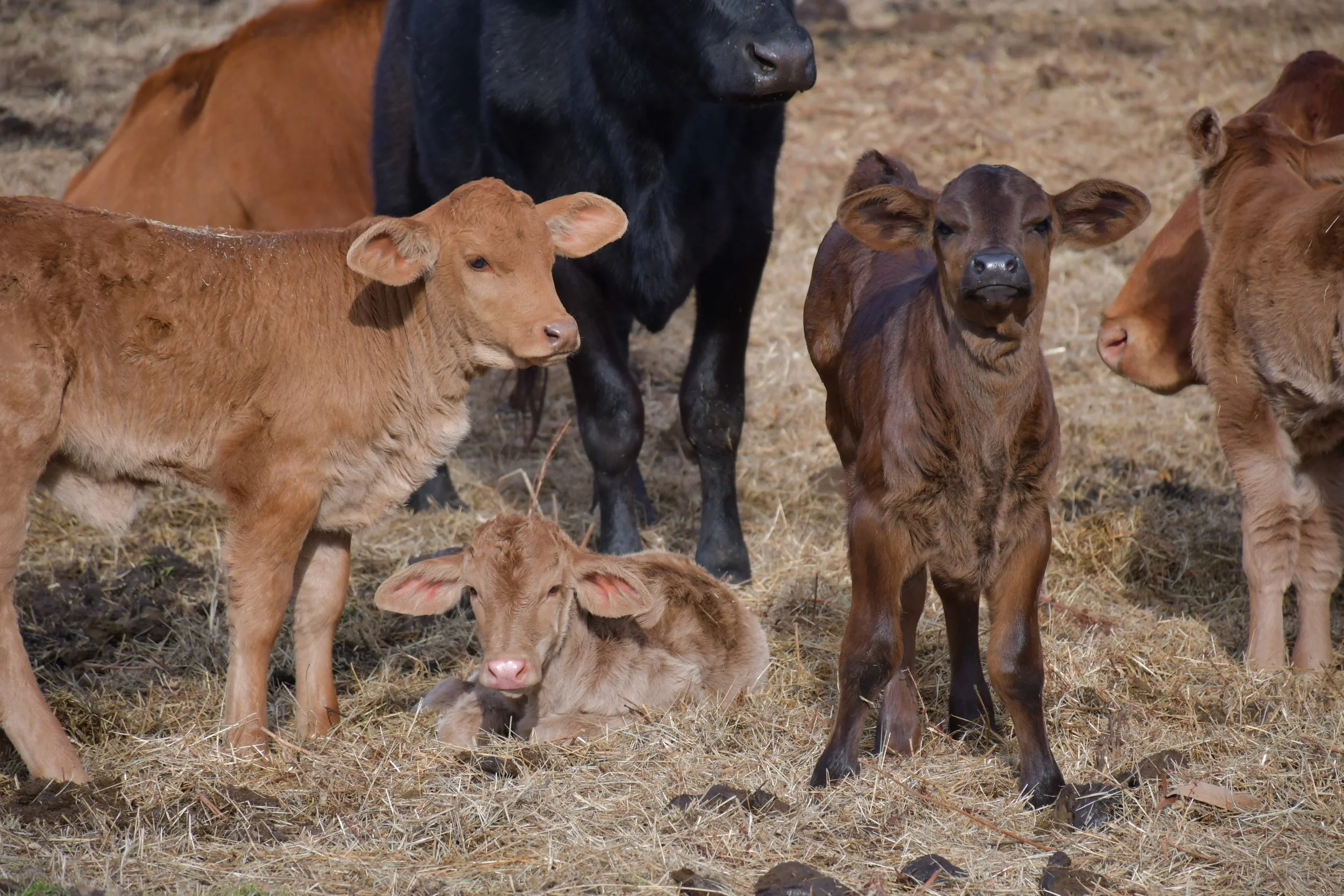 Foot and Mouth in Lundazi and Vubwi districts of Eastern Province.  