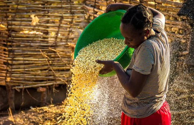 Lungu Orders Agricultural Minister to Suspend Maize Exports