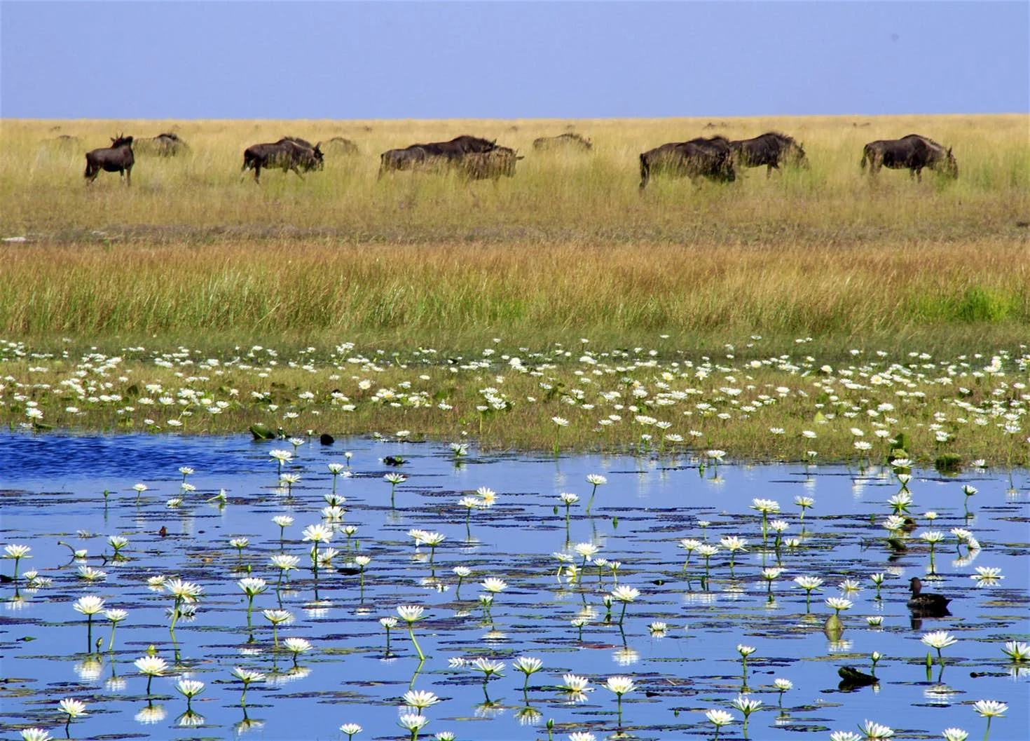 President Lungu’s Recognition of Climate Change Crisis Laudable But We Must Also Tackle Bio-Diversity Loss Head On 